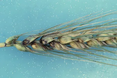 Сильную фунгицидную защиту озимой пшеницы к сезону 2024 посоветовали  подготовить аграриям — АгроXXI