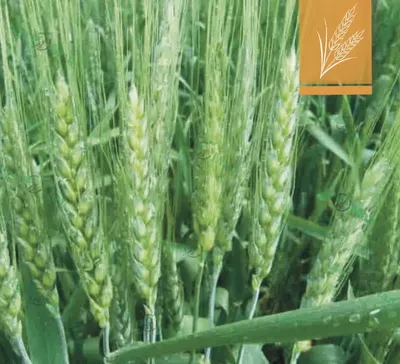 Семена озимой пшеницы Богдана – Купить Цена Оригинал 100% – АгроМен