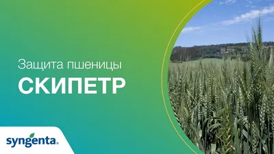 Вирусные заболевания зерновых культур в Самарской области | ГлавАгроном |  Дзен