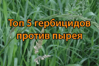 Гарантированная защита от листостебельных инфекций на поле | «Сингента» в  России