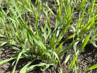 По результатам мониторинга эксперты дали оценку посевам озимой пшеницы »  ГТРК Волгоград-ТРВ