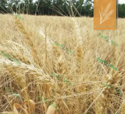Новый сорт пшеницы мягкой озимой универсального типа Морец