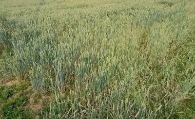 Фунгицидная защита озимой пшеницы Скипетр. Сравнение вариантов - YouTube