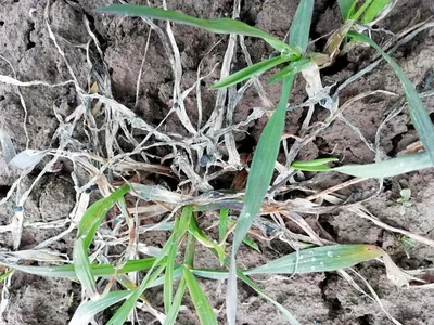 Особенности защиты колоса озимой пшеницы от вредителей и болезней в 2020  году — АгроXXI