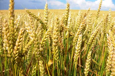 Перезимовка озимых зерновых культур | «Сингента» в России