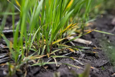 Чем болеет озимая пшеница весной в зимне-весенний период – Agrigator  аграрних новин