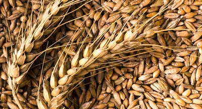 Отчего пожелтела пшеница в Ростовской области и на Кубани? [+ВИДЕО] |  agrobook.ru