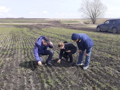 Два важных аспекта в стратегическом плане сева озимой пшеницы — АгроXXI