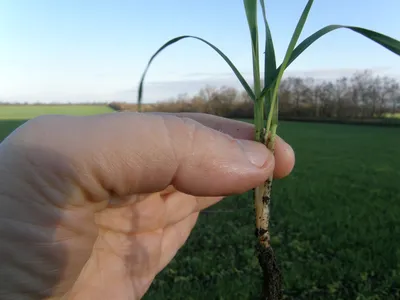 ГлавАгроном - Озимая пшеница-2021: с какими проблемами столкнутся аграрии  Центрального Черноземья?