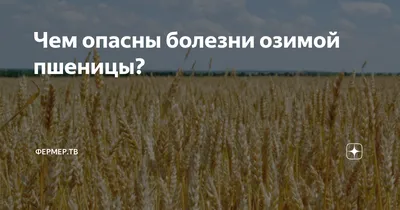 Болезни озимой пшеницы: ЭПВ, симптомы, вредоносность и меры борьбы с  заболеванием