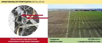 Кущение озимой пшеницы и ее урожайность – Агроном з Полтави