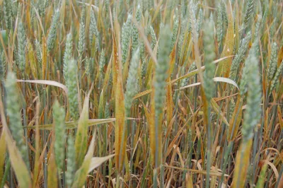 Система удобрения озимой пшеницы | 17.09.2022 | Миллерово - БезФормата
