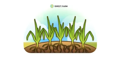 Система защиты зерновых культур от сорняков | Bayer Crop Science Беларусь