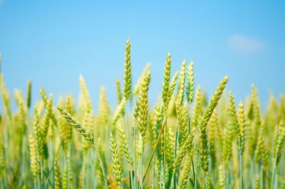 Уход за посевами озимой пшеницы в поздние фазы вегетации