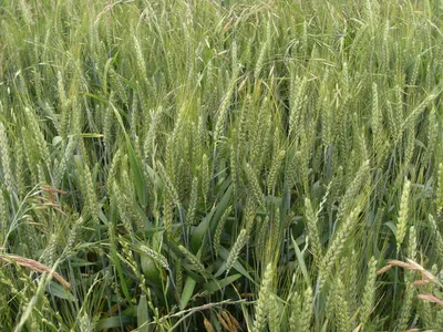 Производство пшеницы. Самая распространенная злаковая… | by grainrus |  Medium