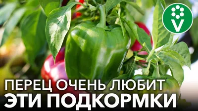 Основные болезни перца и баклажана. Технология биозащиты в теплицах |  Гавриш Шоп