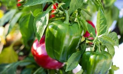 ГЛАВНЫЕ ПОДКОРМКИ ПЕРЦА ДЛЯ РОСТА И УРОЖАЯ! Чем подкормить перец, чтобы он  рос крепким и урожайным? - YouTube