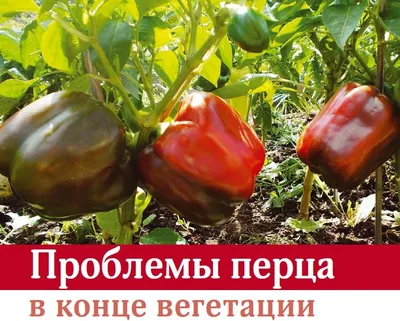 Особенности выращивания сладкого перца в открытом грунте, теплице и дома