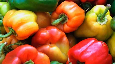 От чего сморщился перец? Причины увядания перца