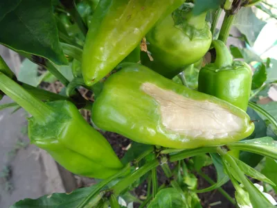 Овощи Сладкий болгарский перец - «☀️ Обожаем всей семьей: вкусный, сочный,  яркий и такой полезный болгарский перец. Посадка и уход за перцем, чем  подкормить перец? Рецепты с болгарским перцем: салаты, фаршированный перец,