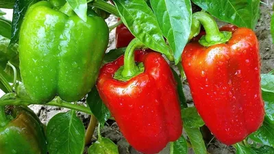 Как защитить перцы от июльской жары