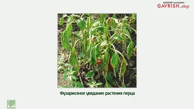 Гавриш» представляет: Технология выращивания перца