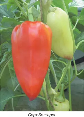 Болезни и вредители перца: как бороться и защитить растение - Agro-Market
