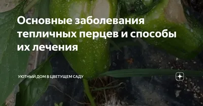 Что делать, если у перца и баклажанов желтеют листья | На грядке (Огород.ru)