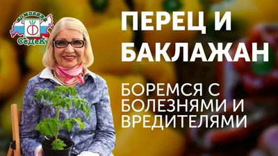 Вредители перца в теплице и открытом грунте | Центр Теплиц