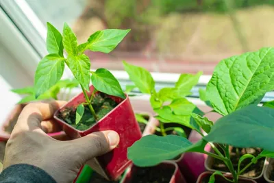 Как не потерять урожай томатов, перцев и кабачков - Інфоіндустрія