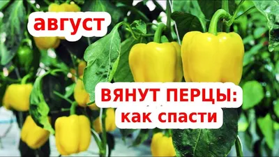 Агротехника выращивания перцев | Газета \"Шелеховский вестник\"