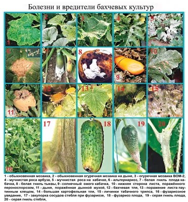 Болезни и вредители огурцов на Supersadovnik.ru