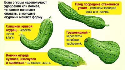 Защита огурцов от вредителей и болезней | Bayer Crop Science Беларусь