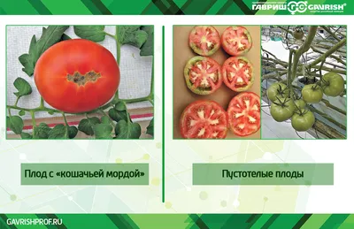 Заболевания томатов: бактериальные и вирусные причины, описание и их лечение