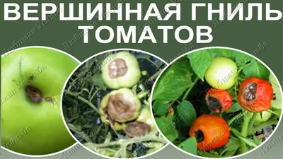 Болезни томатов, фото, описание и способы лечения | Агро Сіті