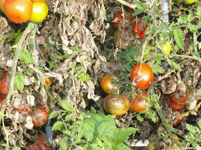 🐛🍅Помидоры в теплице: как бороться с фитофторой и другими болезнями  томатов. Фитофтора на помидорах в теплице и другие болезни томатов