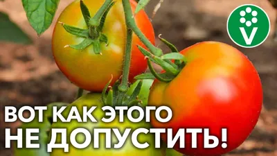 Распространенные заболевания томатов. Определение болезни, защита, борьба и  лечение. Фото — Ботаничка