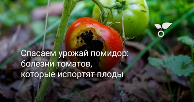 Томат Монгольский карлик - описание сорта, фото, отзывы, урожайность и все  характеристики подробно
