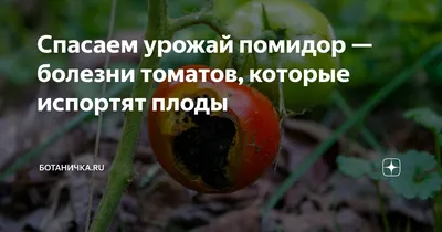 Когда сажать помидоры на рассаду: лучшие, урожайные, крупноплодные сорта  томатов для теплицы, низкорослые томаты для теплицы - 12 марта 2023 - НГС24