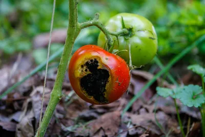 Болезни томатов, фузариоз, листья | Севооборот, Садоводство, Растения