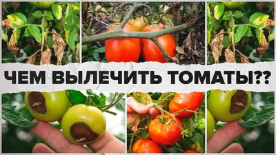 Вирусные и микоплазменные болезни томатов