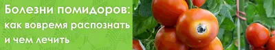 помидорный молнии. болезни помидоров. молния Стоковое Изображение -  изображение насчитывающей ферма, болезнь: 227008143