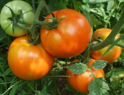 Болезни помидоров. Препараты для защиты помидоров от вредителей