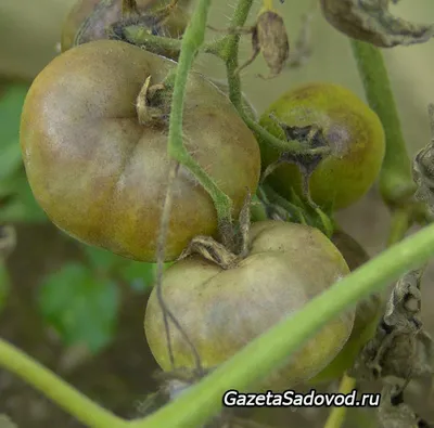 Хвороби томатів, фото, опис і способи лікування | Агро Сіті