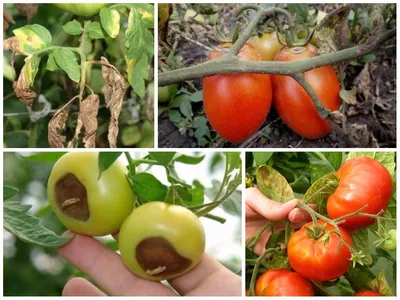 Болезни томатов и их лечение
