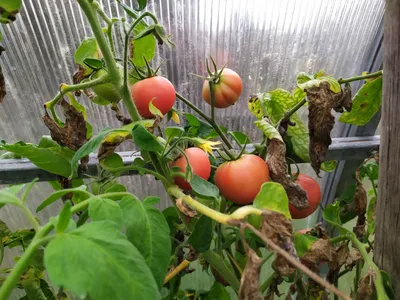 Шесть причин белой середины помидоров