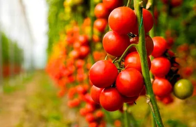Болезни томатов в жаркую погоду, когда зрелым отображаются в виде сухих  цветов и Leav Стоковое Фото - изображение насчитывающей плодоовощ, груша:  193709618
