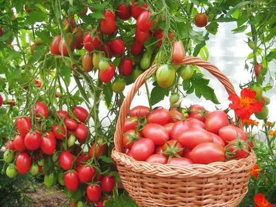 Болезни томатов, фото, описание и способы лечения | Агро Сіті | Лечение