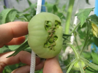 Пятна на плодах томата: болезнь или особенность сорта | На грядке  (Огород.ru)