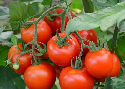 Болезни рассады томатов на ранних этапах - выявление и лечение. Как  ухаживать за рассадой помидор? - YouTube